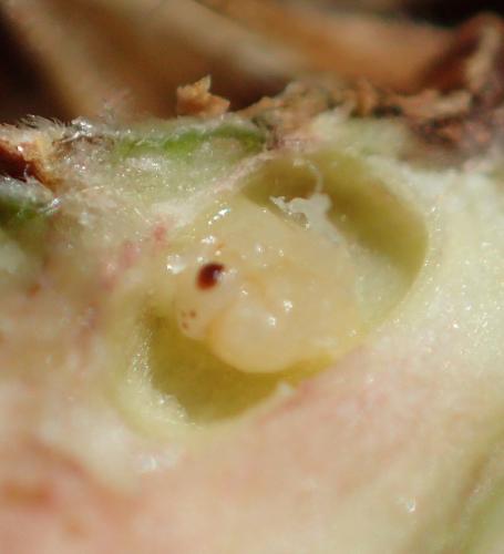 Synergus sp.